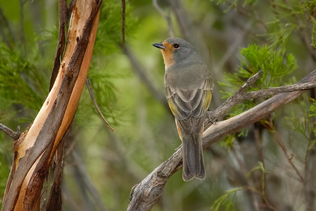 Red-lored Whistler - ML620975287