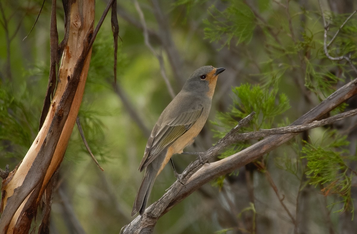 Red-lored Whistler - ML620975288