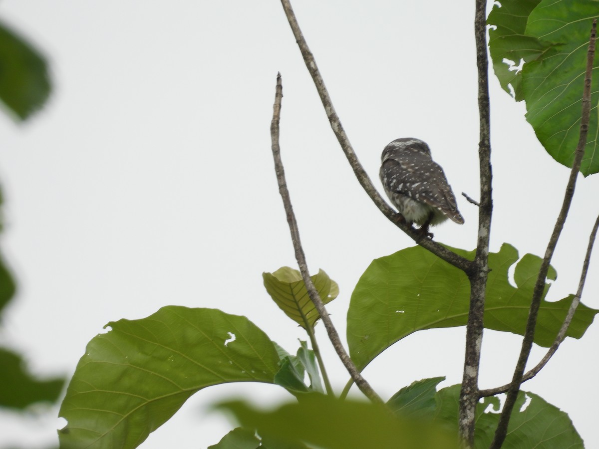 Spotted Owlet - ML620975289