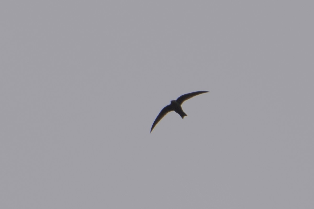 Black Swift - ML620975291