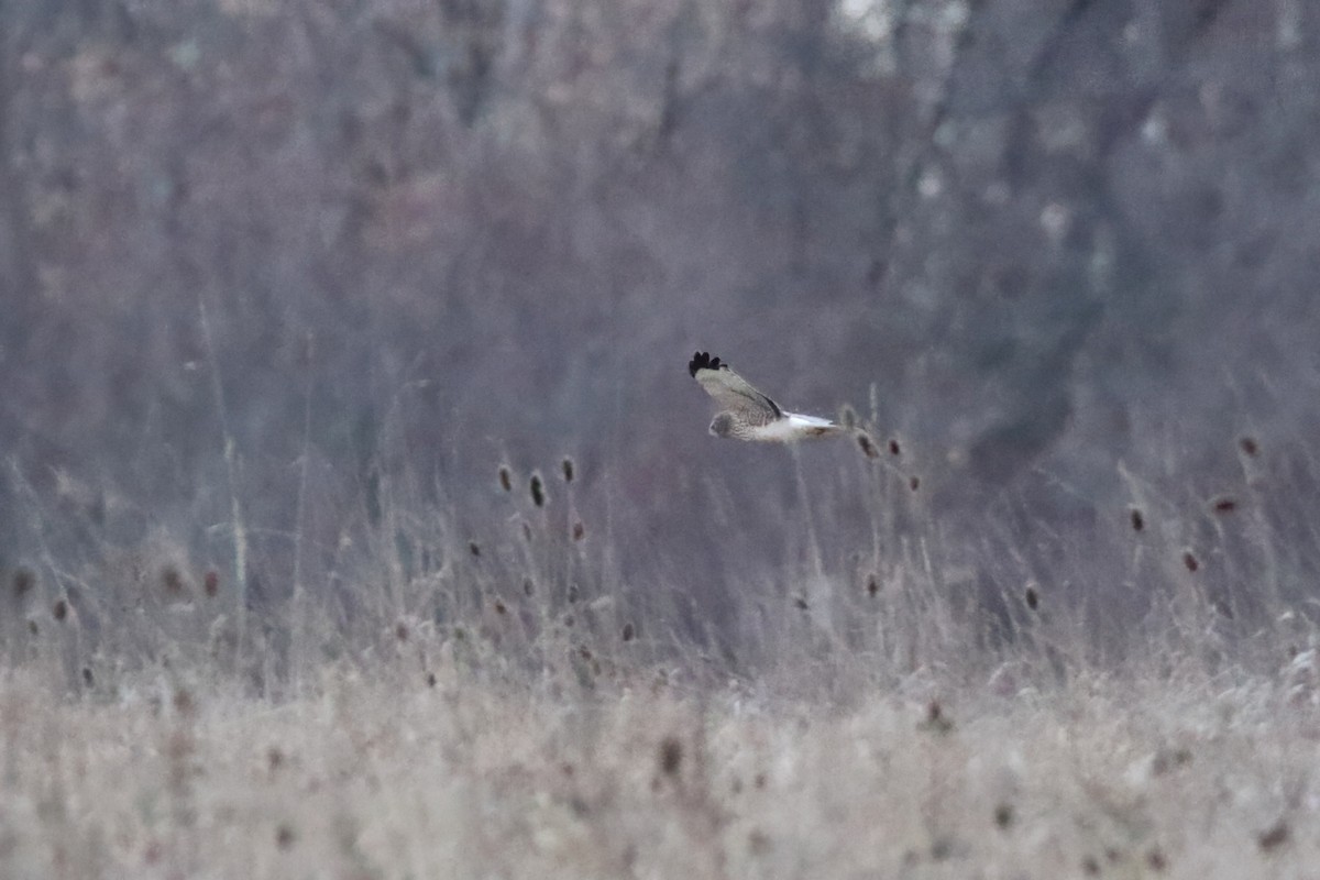 Northern Harrier - ML620975304