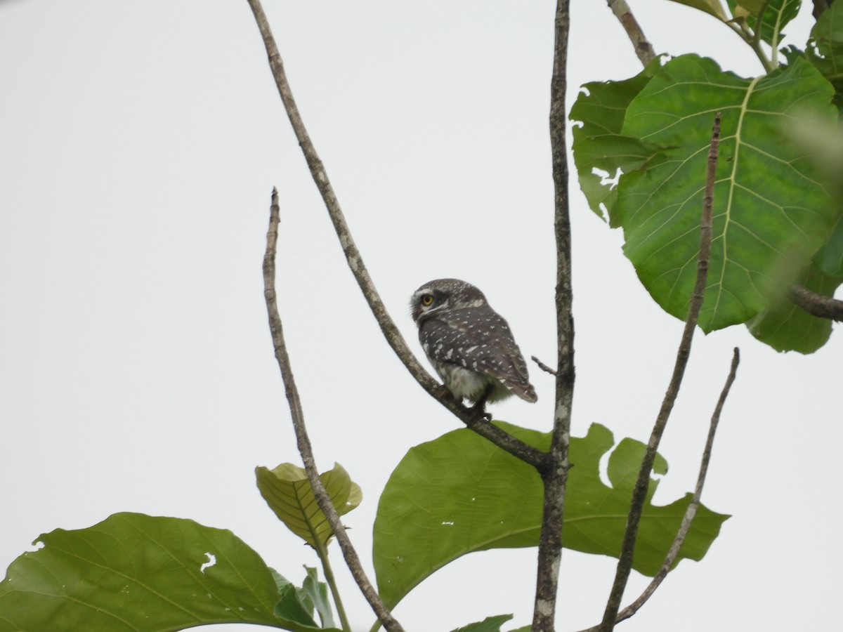 Spotted Owlet - ML620975310