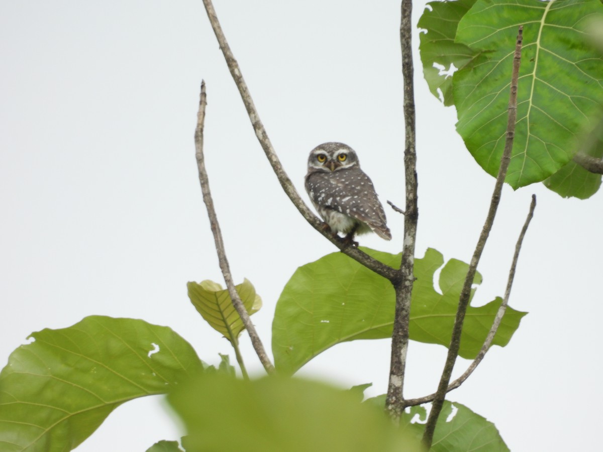 Spotted Owlet - ML620975314