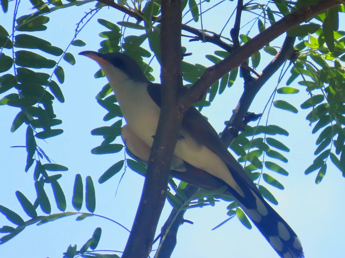 Yellow-billed Cuckoo - ML620975321