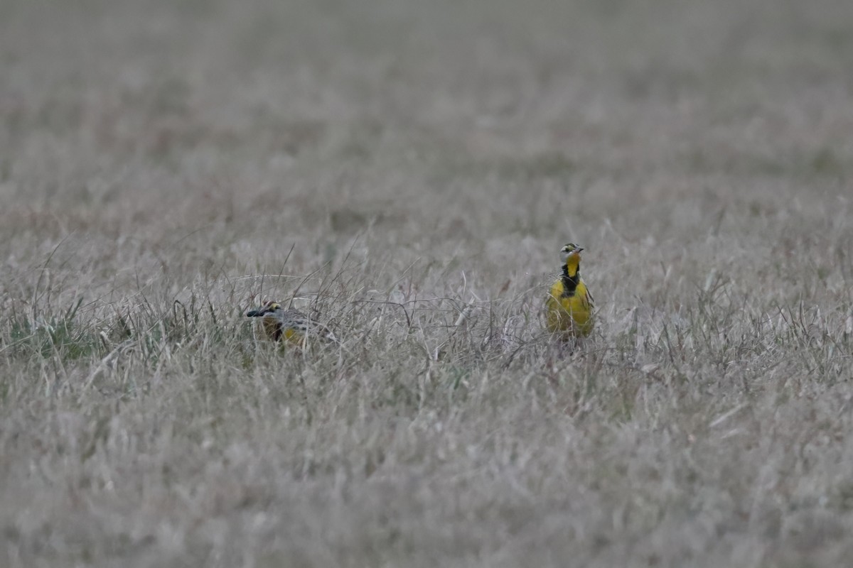 Eastern Meadowlark - ML620975330