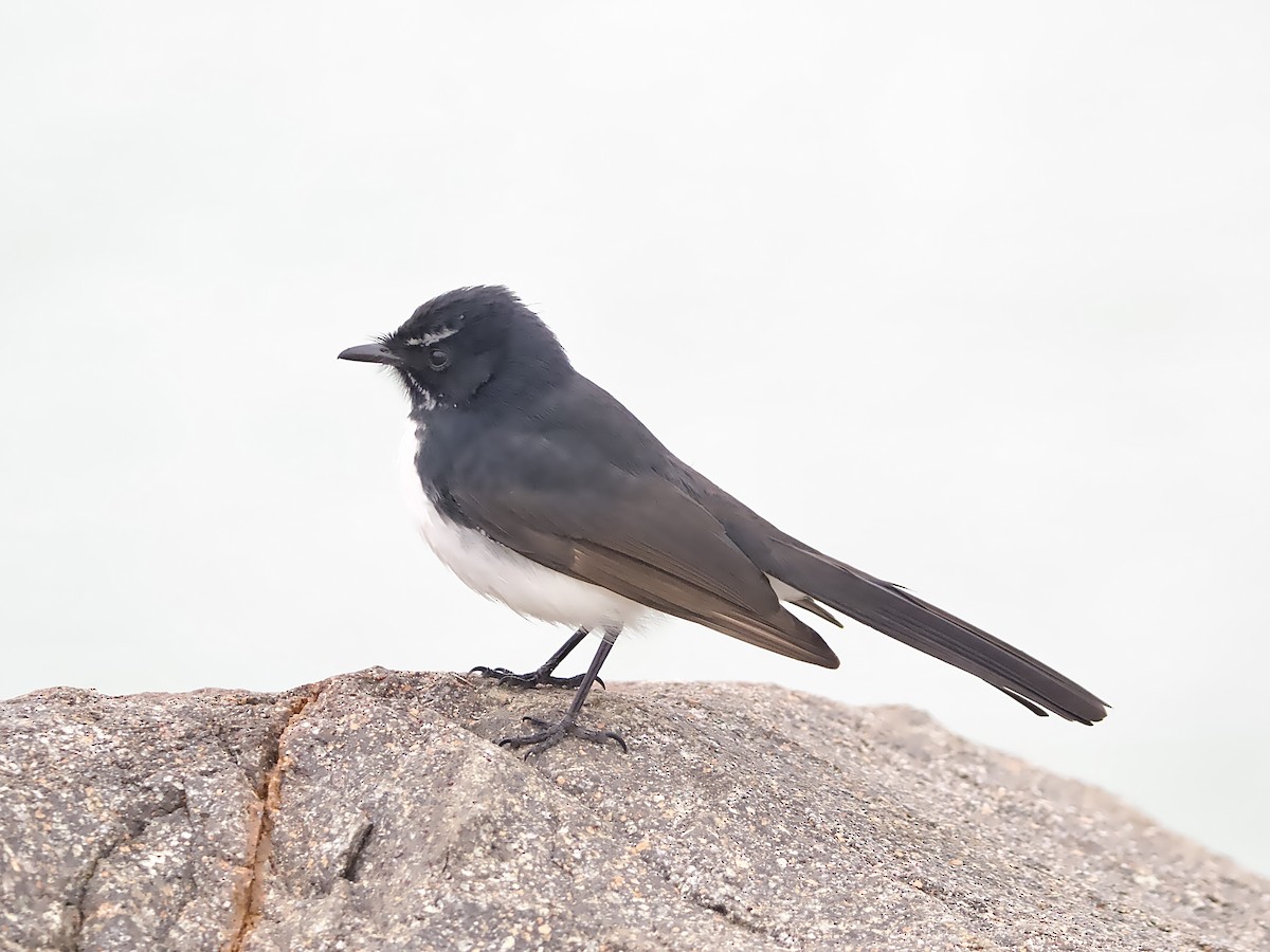 Willie-wagtail - ML620975343