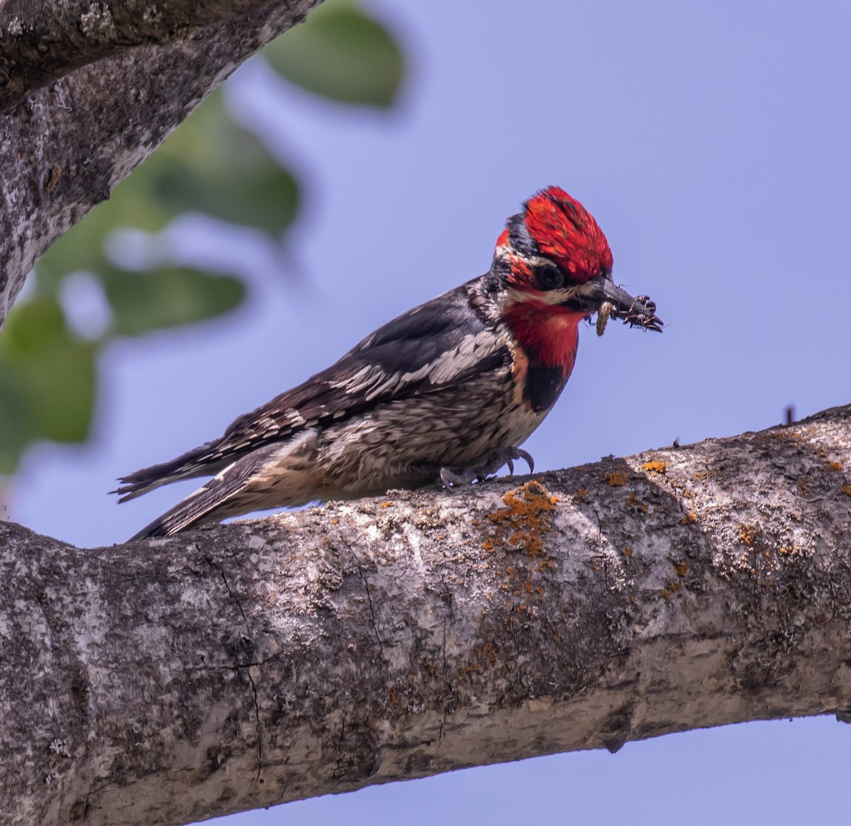 Red-naped Sapsucker - ML620975351