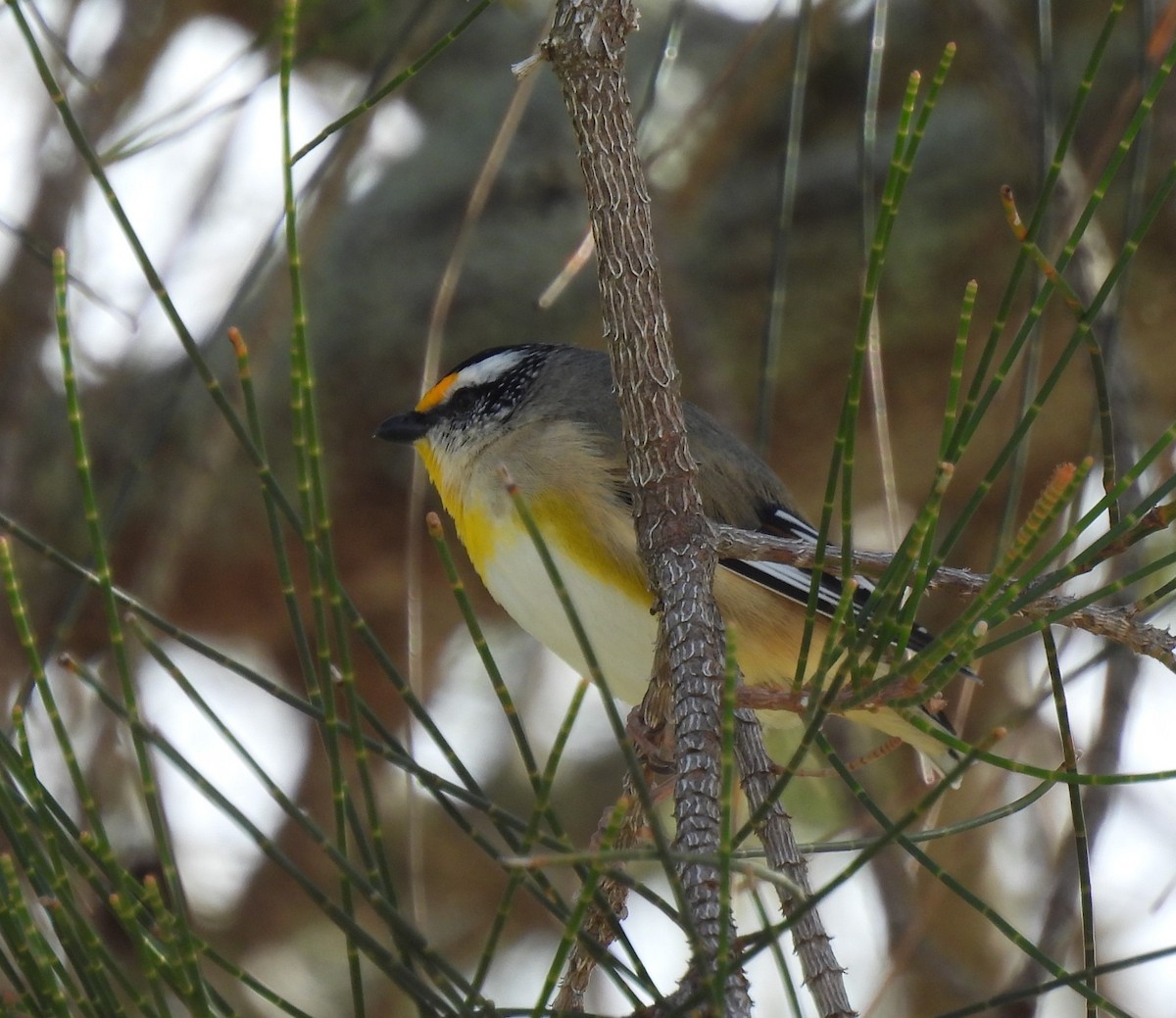 Striated Pardalote - ML620975363