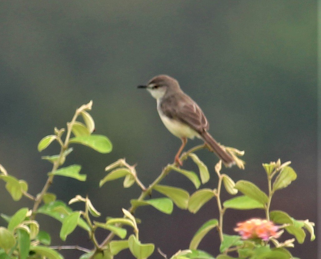 Plain Prinia - ML620975366