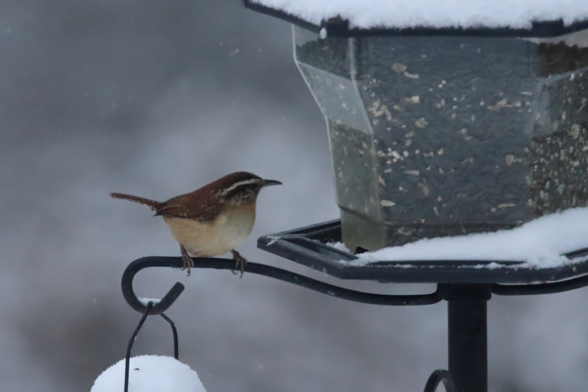 Carolina Wren - ML620975370