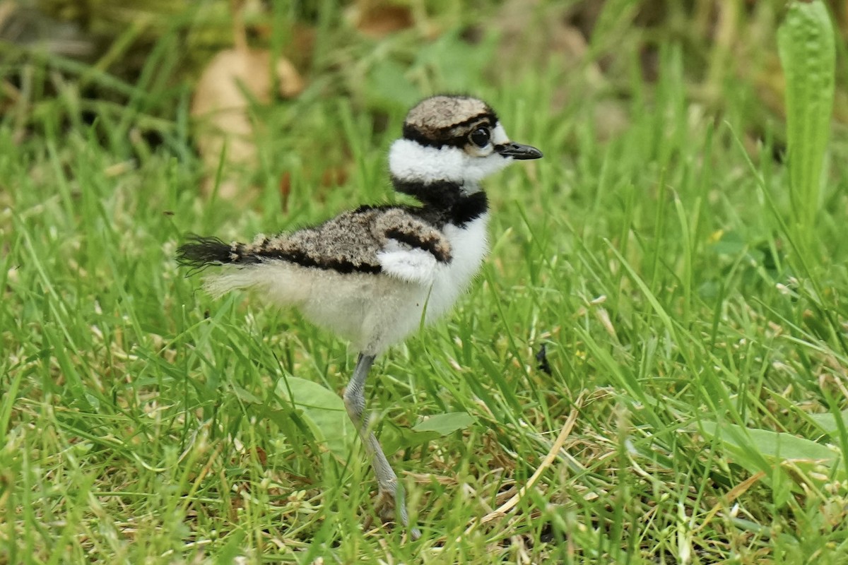 Killdeer - ML620975372