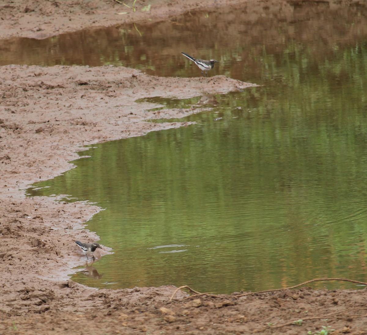 White-browed Wagtail - ML620975400