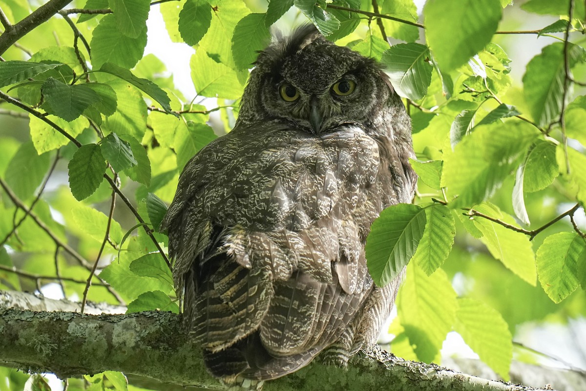 Great Horned Owl - ML620975406