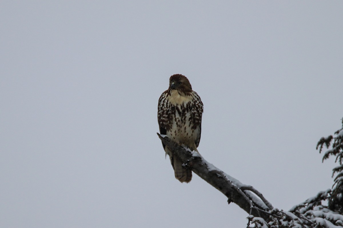 Red-tailed Hawk - ML620975407