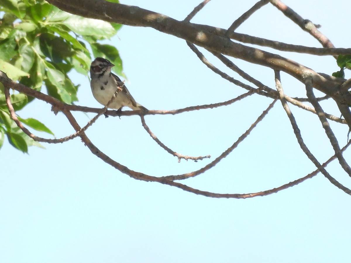 Lark Sparrow - ML620975415