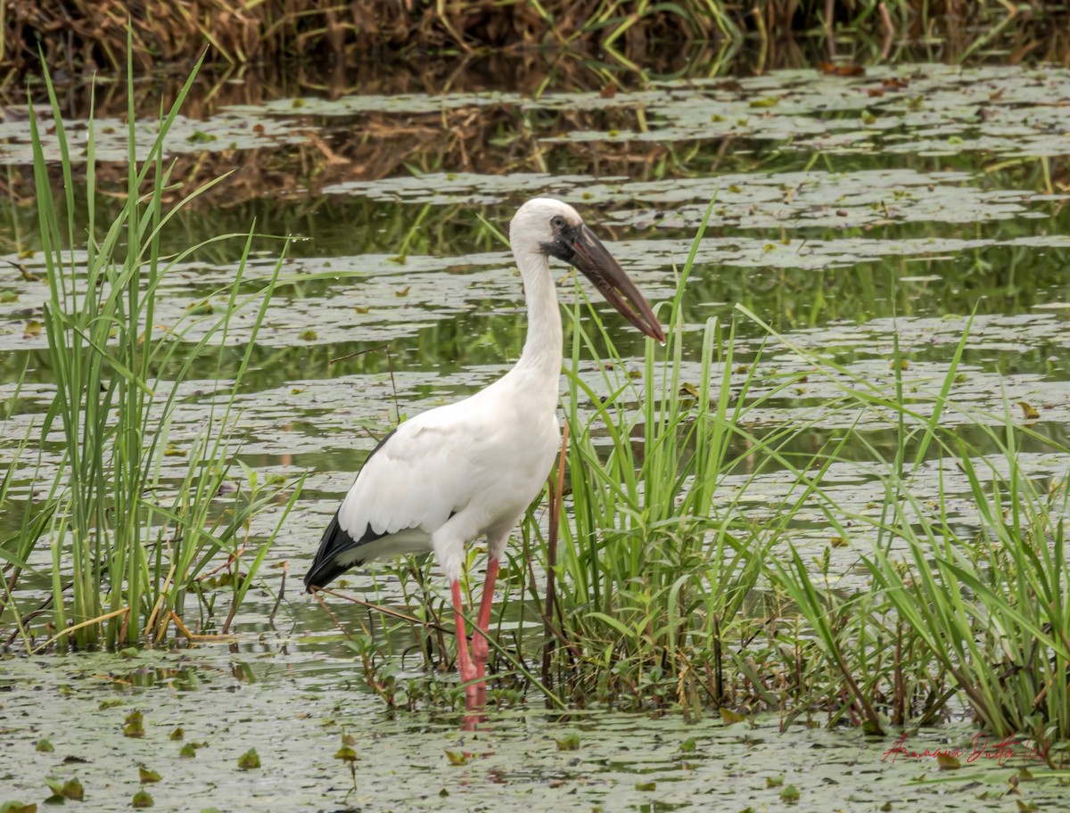 Asian Openbill - ML620975416