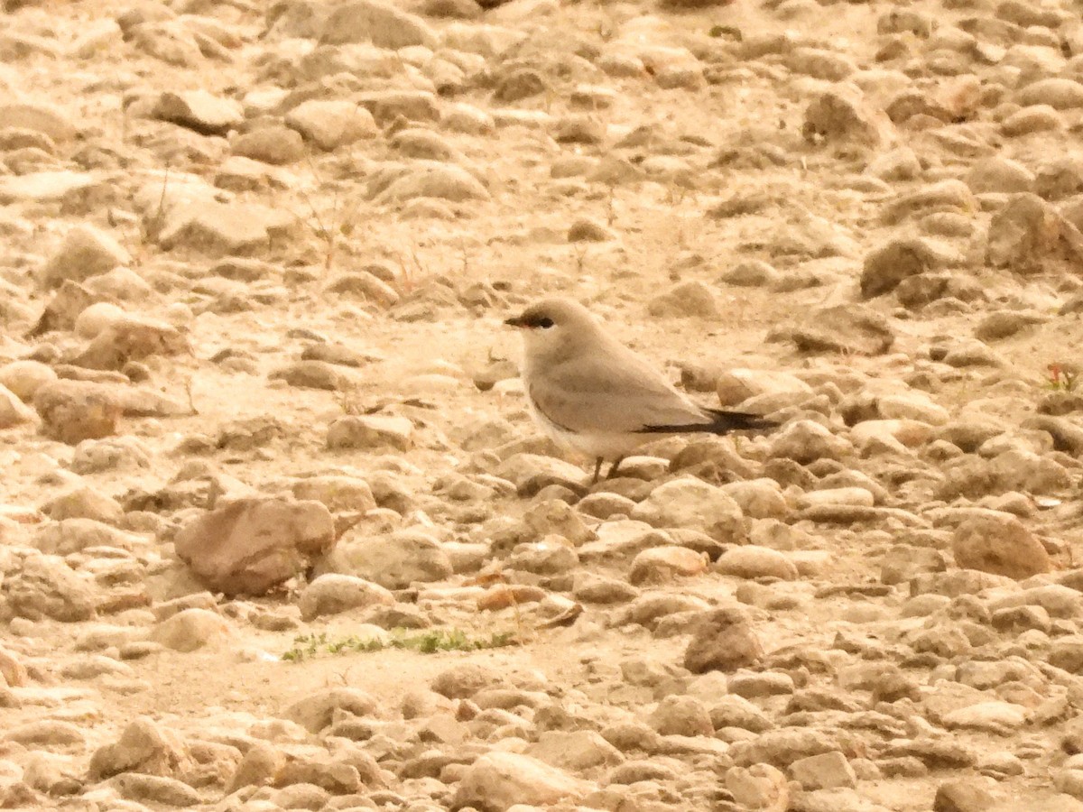 Small Pratincole - ML620975419