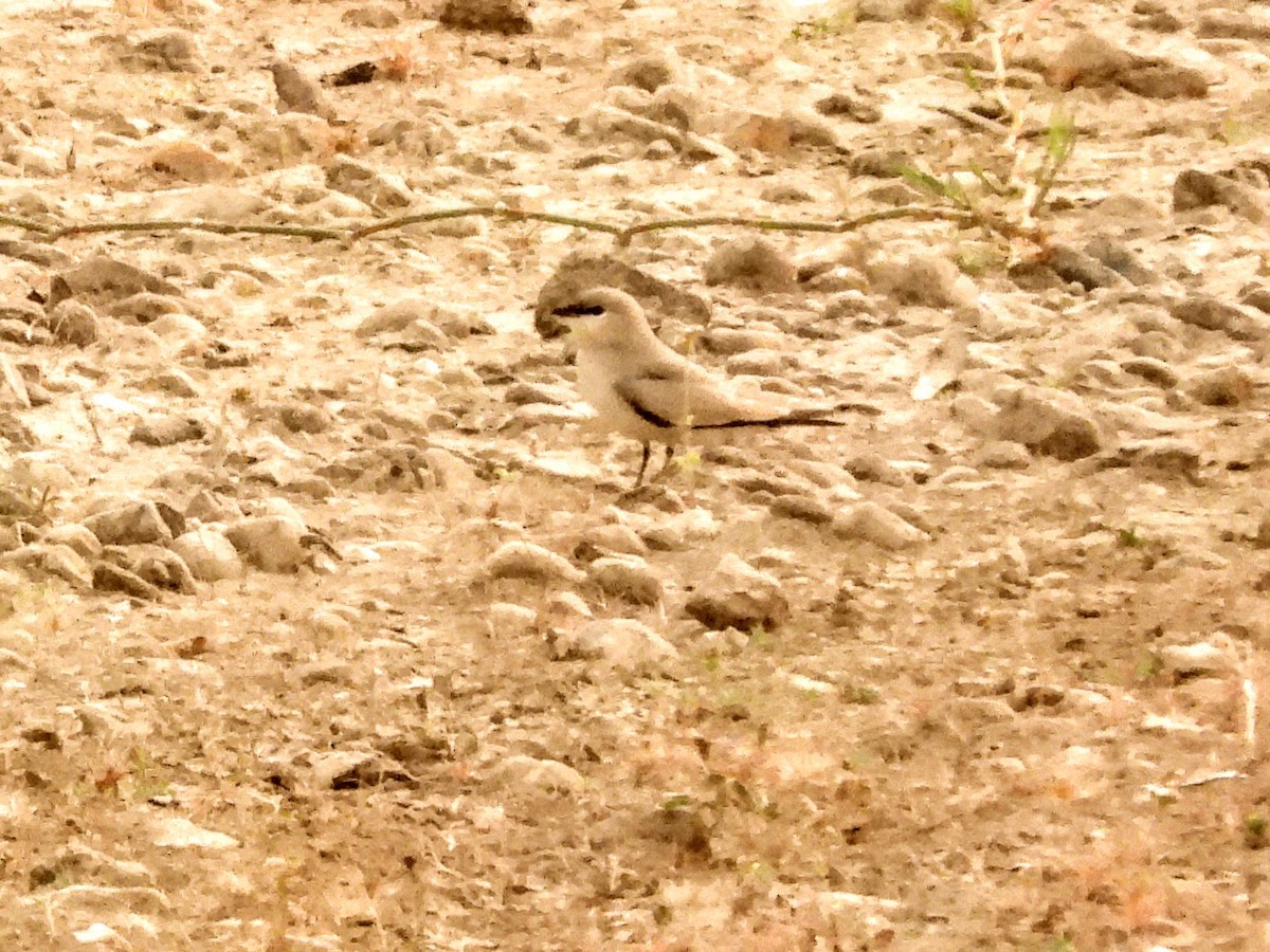 Small Pratincole - Warren Regelmann