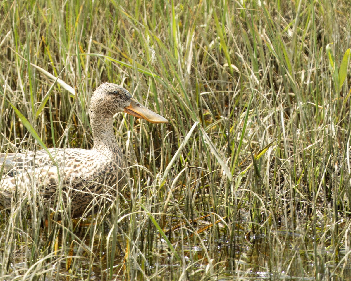 Northern Shoveler - ML620975427