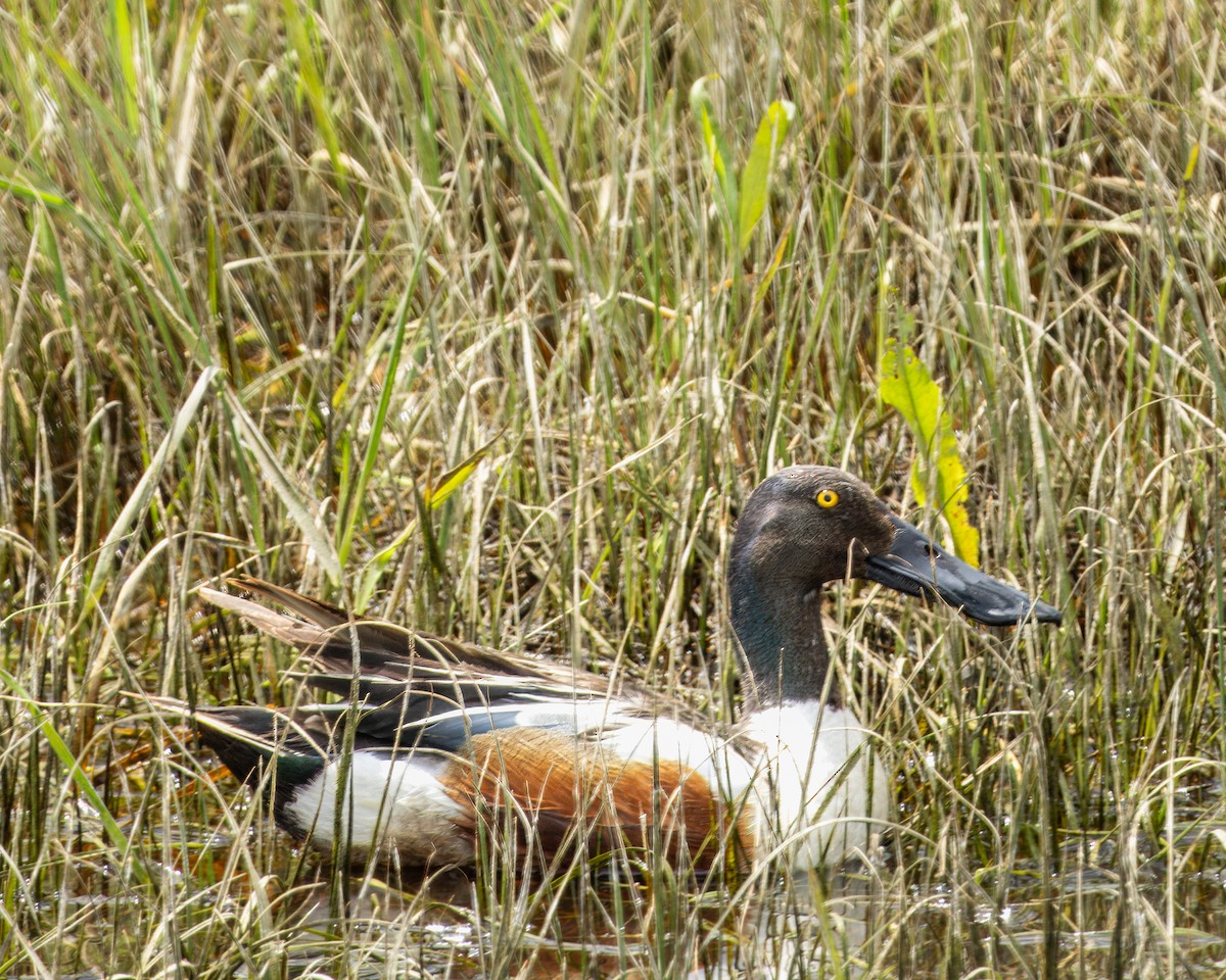 Northern Shoveler - ML620975428
