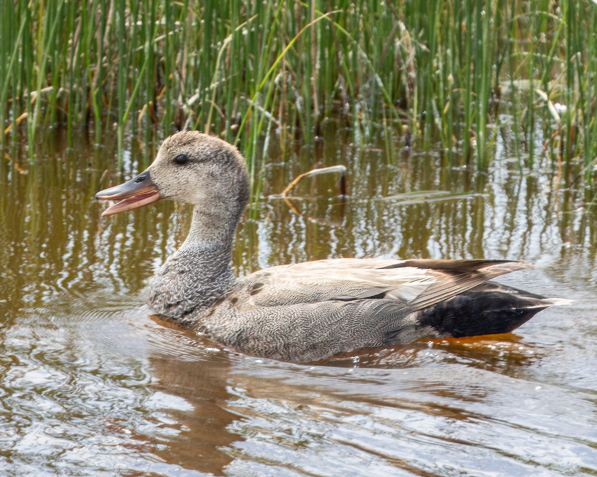 Gadwall - ML620975430