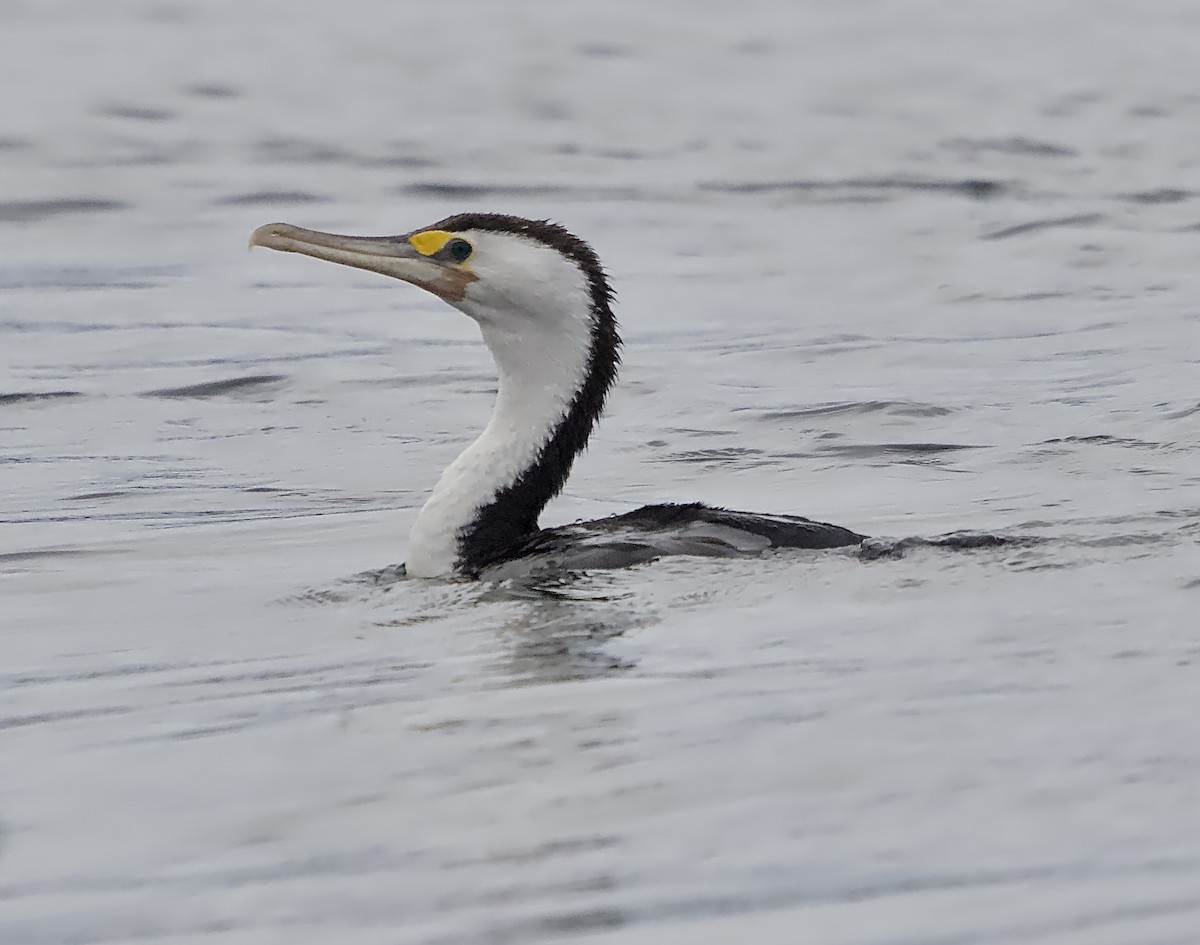 Cormorán Pío - ML620975435