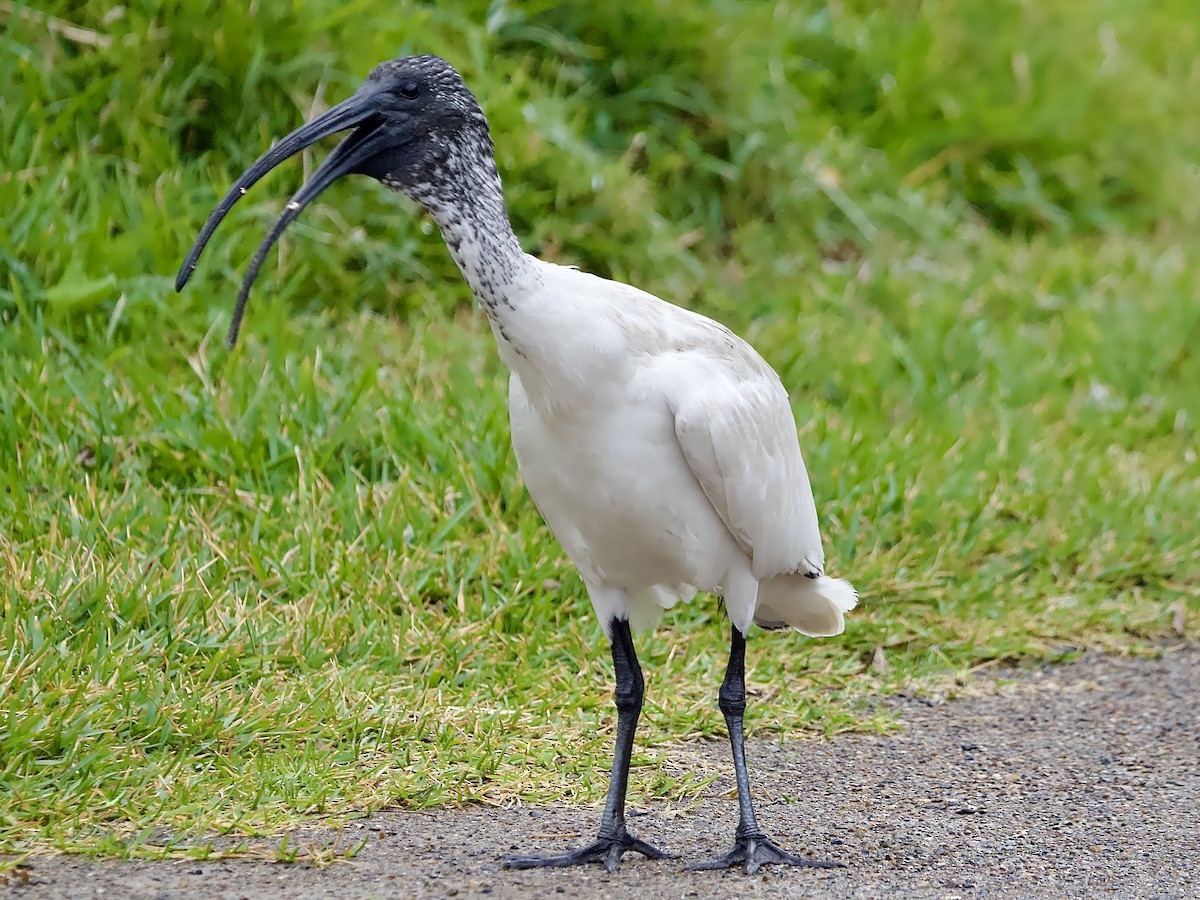 ibis australský - ML620975439