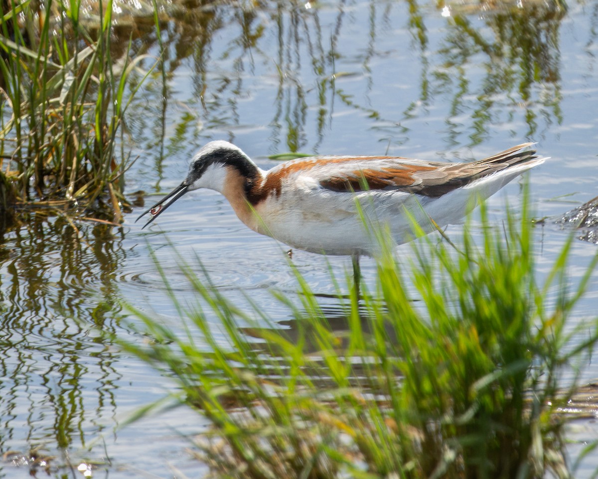 Wilson's Phalarope - ML620975444