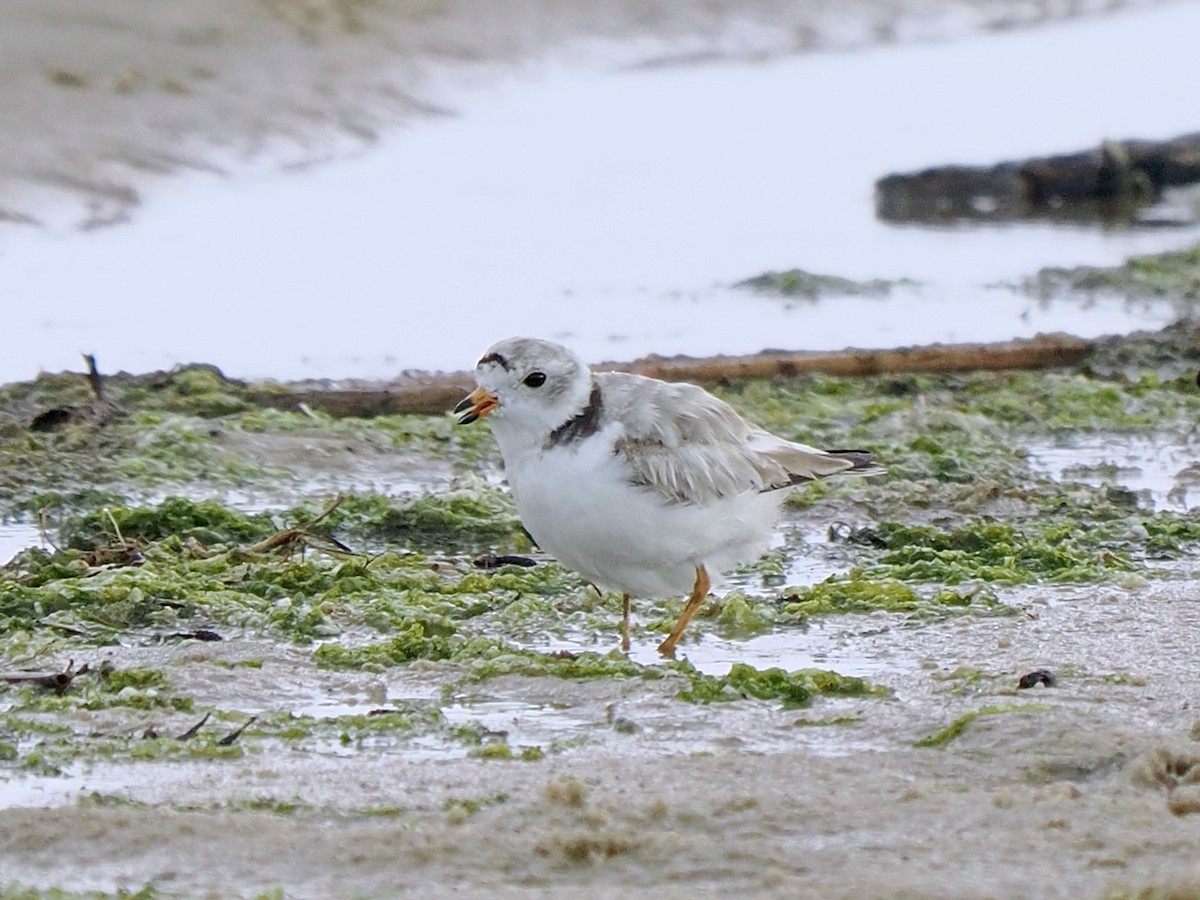 Piping Plover - ML620975452
