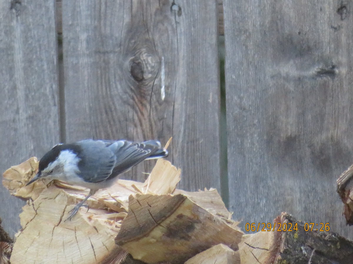 White-breasted Nuthatch - ML620975457