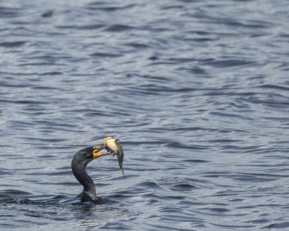 Double-crested Cormorant - ML620975467