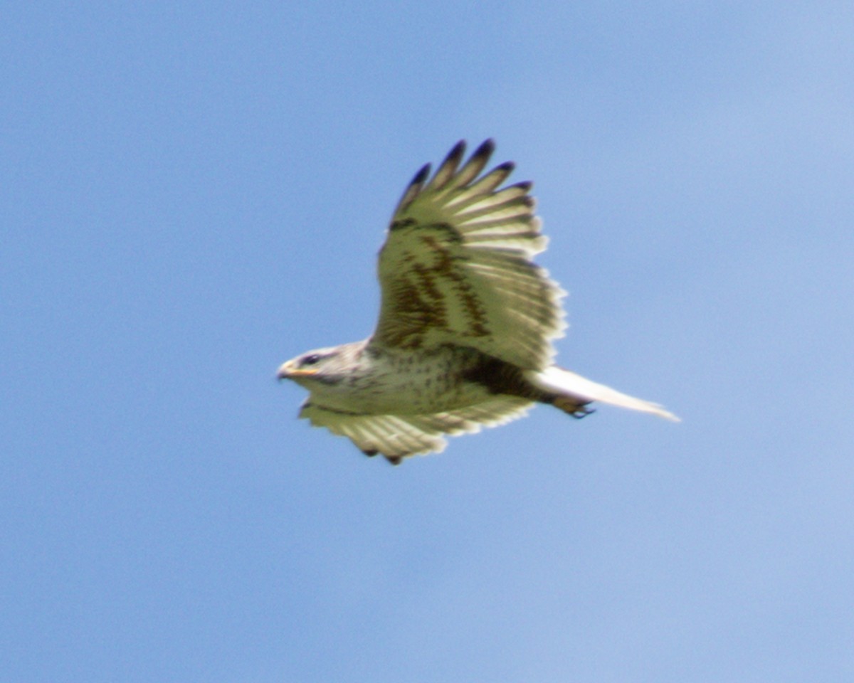 Ferruginous Hawk - ML620975469