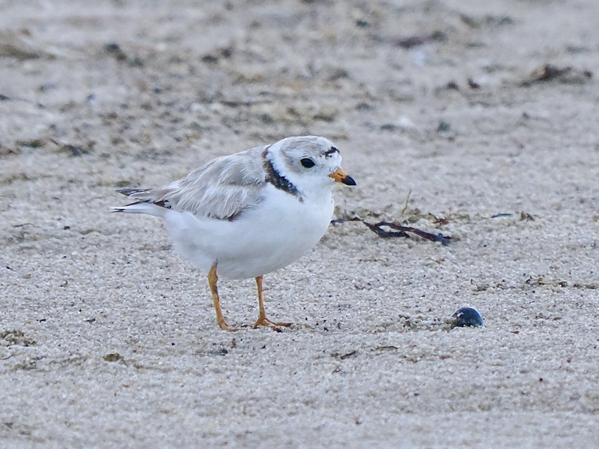 Piping Plover - ML620975488