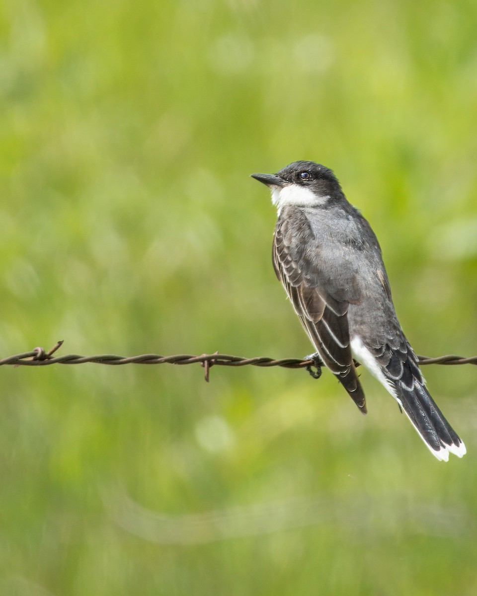 Eastern Kingbird - ML620975497