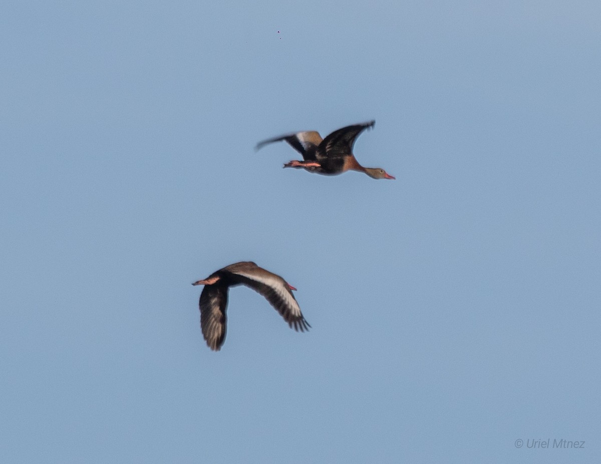 Black-bellied Whistling-Duck - ML620975503