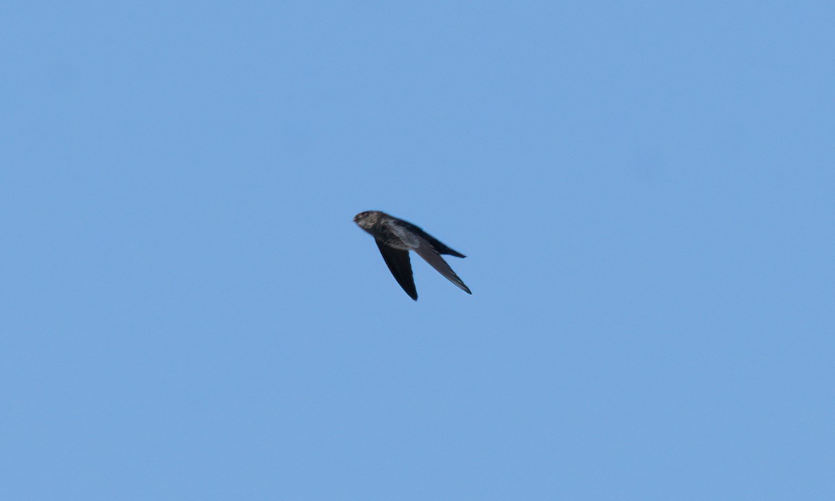 Gray-rumped Swiftlet - ML620975513