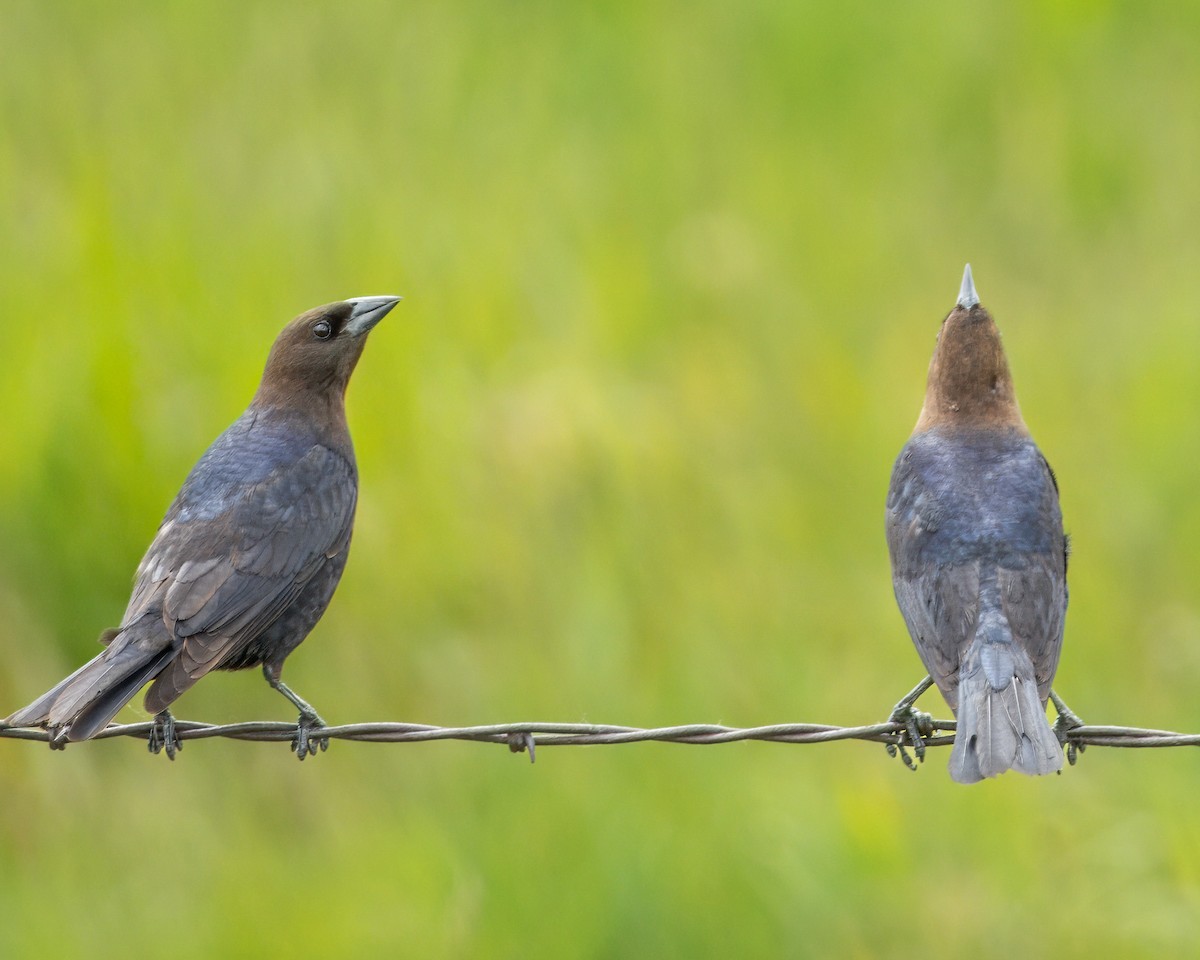 Brown-headed Cowbird - ML620975514