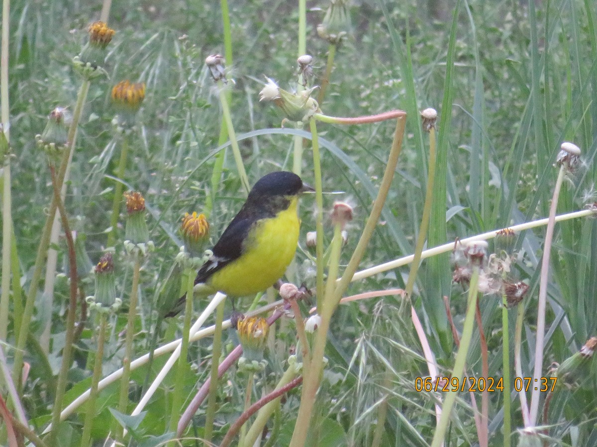 Lesser Goldfinch - ML620975515