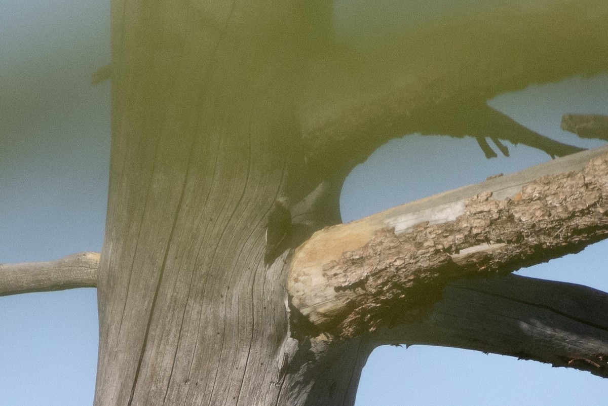 White-headed Woodpecker - Kalpesh Krishna