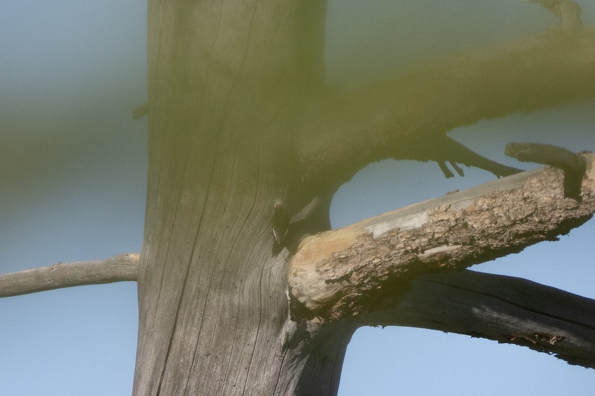 White-headed Woodpecker - Kalpesh Krishna