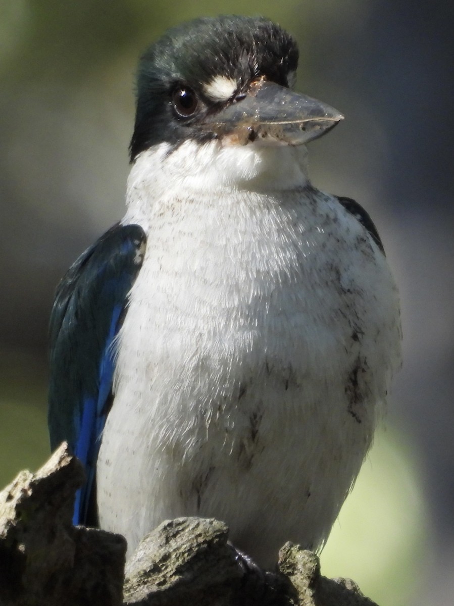 Torresian Kingfisher - ML620975529