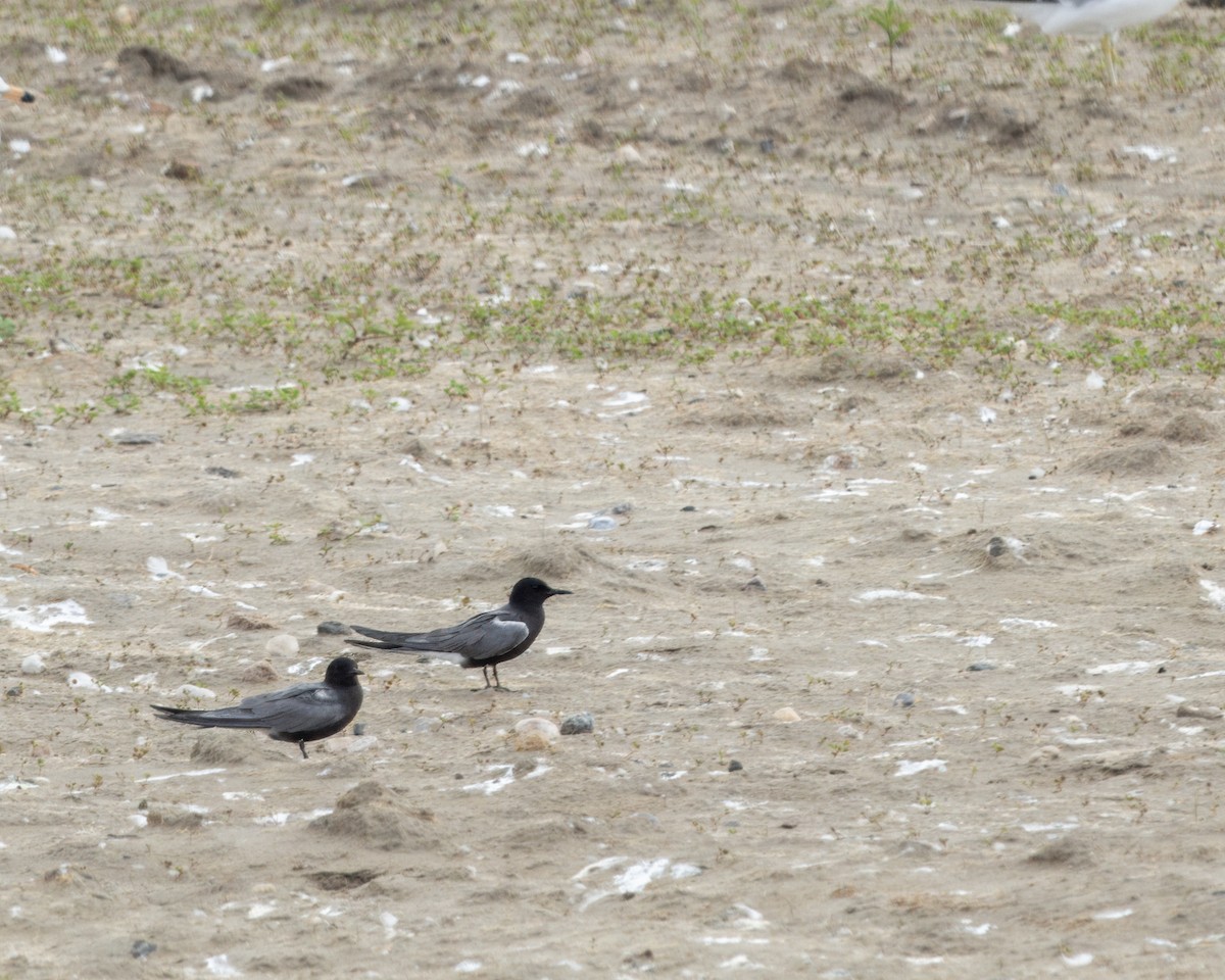Black Tern - ML620975530