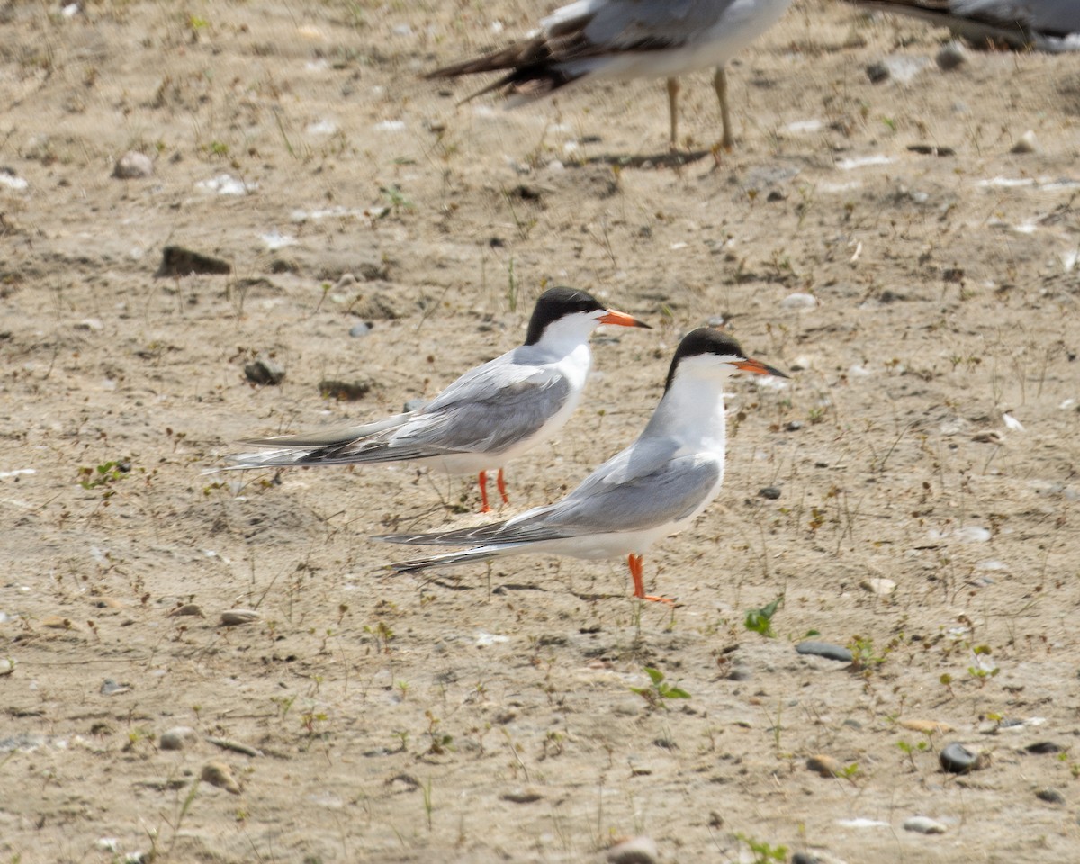 Forster's Tern - ML620975532