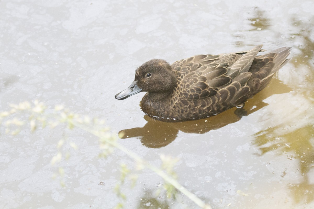 Brown Teal - ML620975533