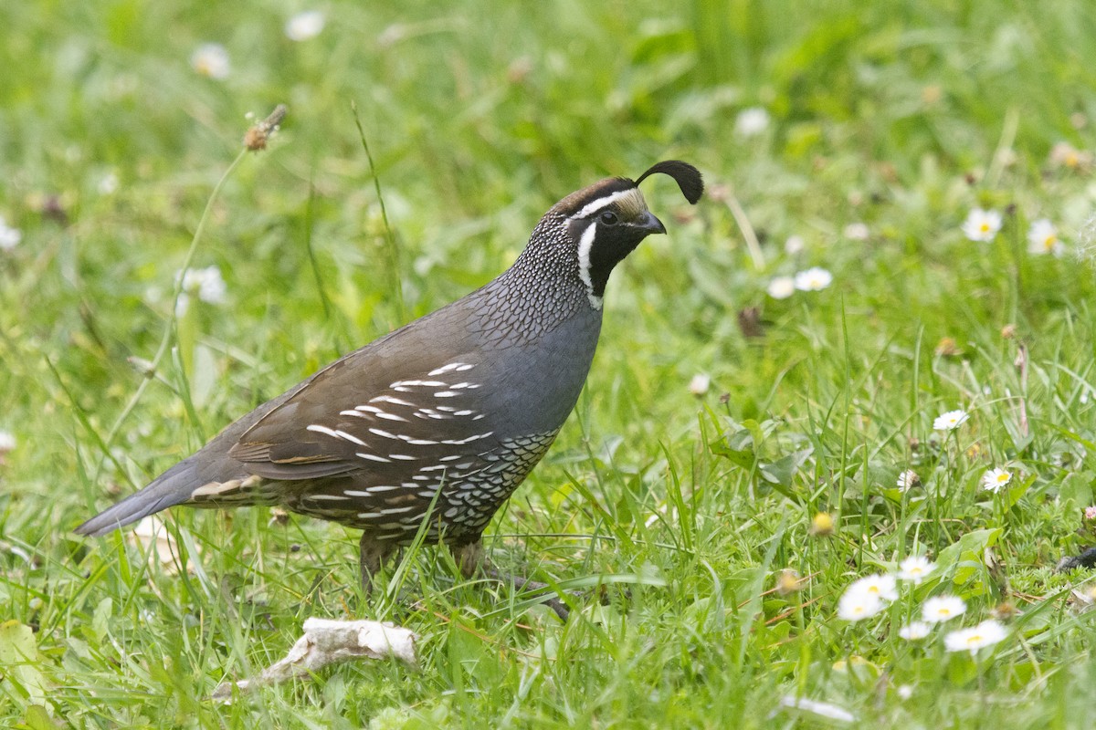 カンムリウズラ - ML620975534