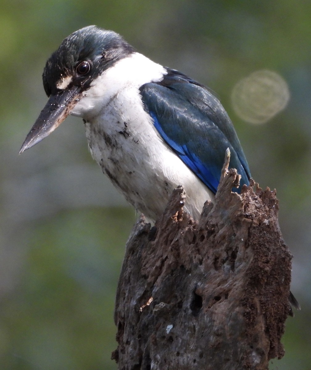 Torresian Kingfisher - ML620975549