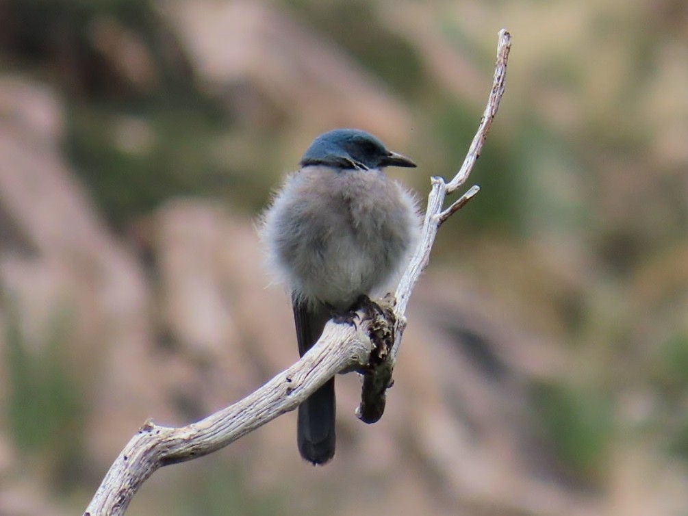 Mexican Jay - ML620975563