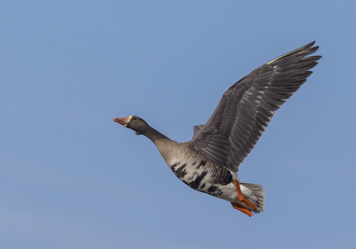 Greater White-fronted Goose (Western) - ML620975575