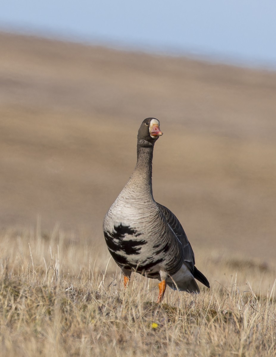 Greater White-fronted Goose (Western) - ML620975576