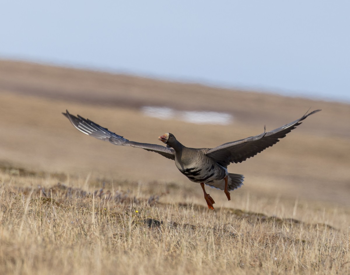 Greater White-fronted Goose (Western) - ML620975577